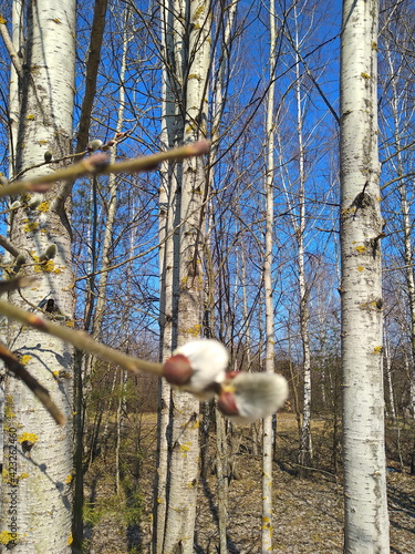 Fotografi forest in spring