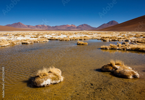 The Salar de Chalviri has wet and dry areas where clump grasses grow low to the ground in Andean Puna regions in the Sud Lipez region of Potosi in southwestern Bolivia.     photo