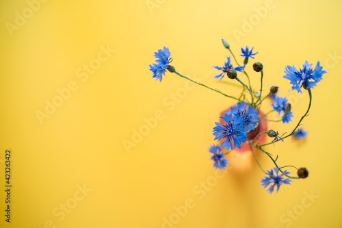 selective focus. Glass vase with beautiful wildflowers on a .yellow background. Cornflowers top view. Banner. copy space © Galina