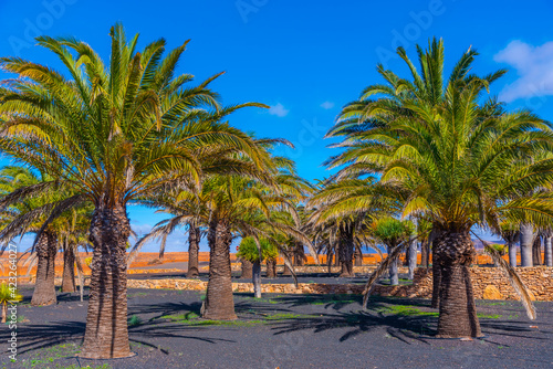 Palm garden at Museum of Majorero cheese at Fuerteventura, Canary Islands, Spain photo