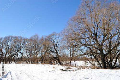 Spring walk through the forest