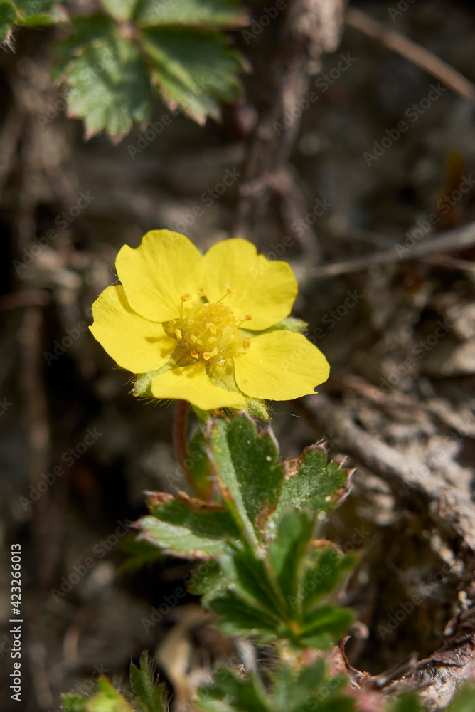 Potentilla reptans Potentilla reptans