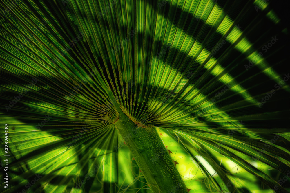 Obraz premium A palm tree leaf lit from behind. Strong backlighting and shadows make for a high contrast photo. Palm leaves at a resort in Las Vegas NV Clark County. Summer in the Sun at Resort Pool area.