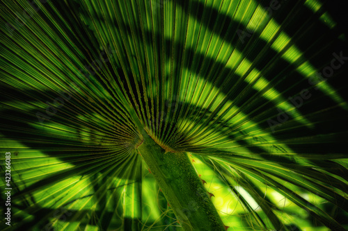 A palm tree leaf lit from behind.  Strong backlighting and shadows make for a high contrast photo.  Palm leaves at a resort in Las Vegas NV Clark County.  Summer in the Sun at Resort Pool area.