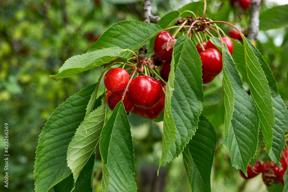 Prunus avium branch with fresh ripe cherries
