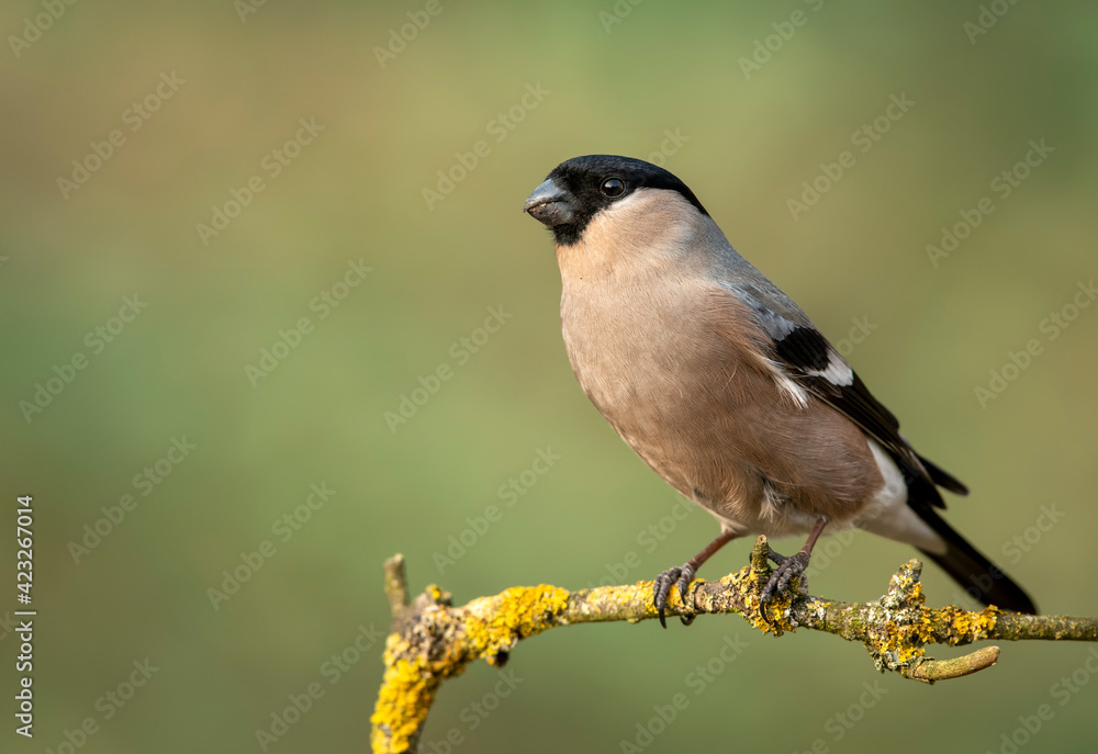 Obraz premium Eurasian bullfinch female ( Pyrrhula pyrrhula )