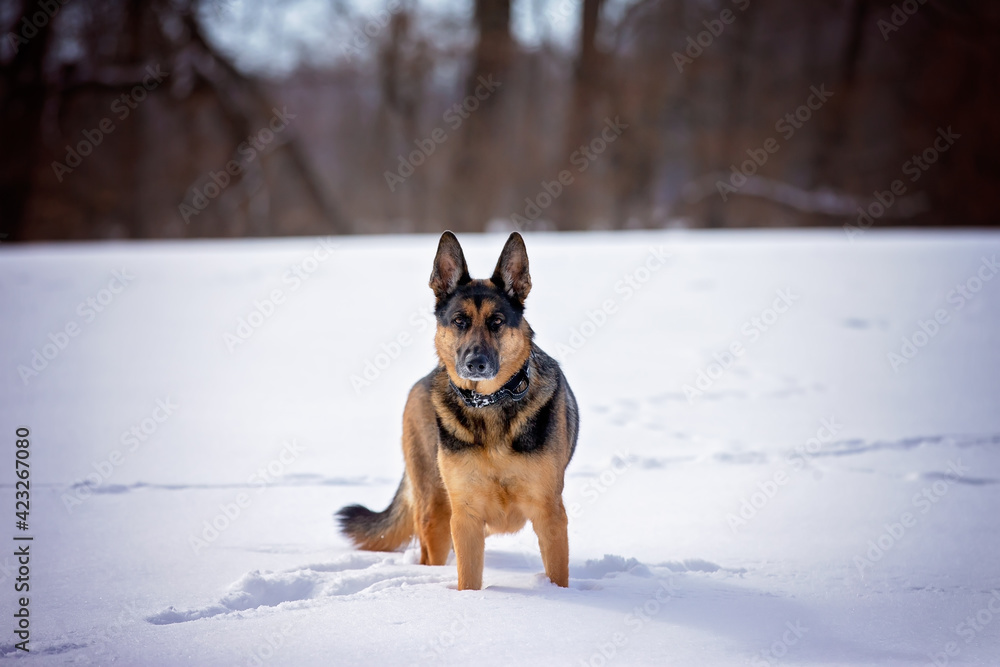 German Shepherd enjoying the Snow German Shepherd enjoying the Snow
