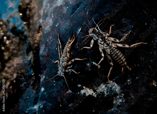 The cast shells of stoneflies along the Wild and Scenic Middle Fork of the Flathead River, Flathead County, Montana    photo