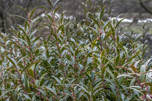 Close up of Sarcococca hookeriana Purple Stem  commonly know as sweet box