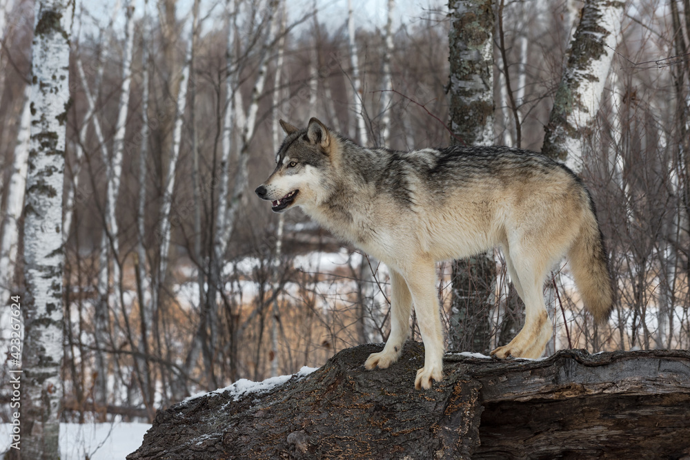 Grey Wolf (Canis lupus) Stands on Log Looking Left Winter Grey Wolf (Canis lupus) Stands on Log Looking Left Winter