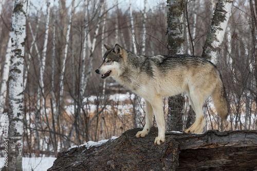 Grey Wolf (Canis lupus) Stands on Log Looking Left Winter