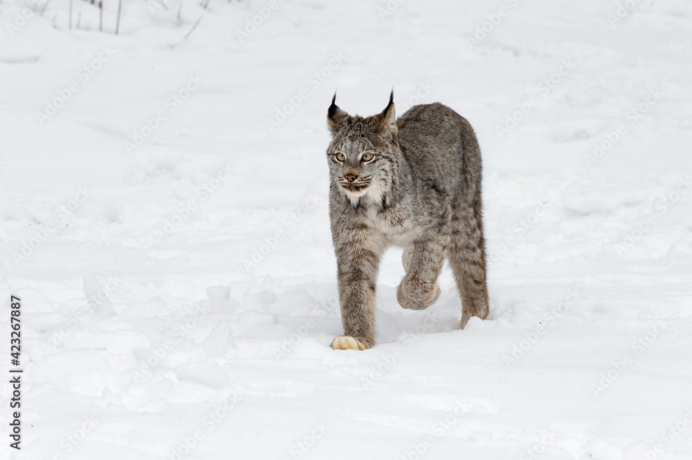 Canadian Lynx (Lynx canadensis) Walks Forward Ears Back Paw Up Winter