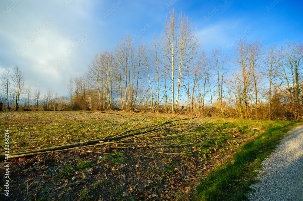 Naklejka premium Albero caduto per il vento