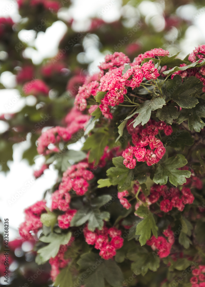 Obraz premium Beautiful nature scene with blooming flowers tree in the garden. Springtime. Soft selective focus