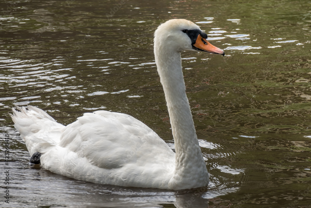 Swan on the Kennet and Avon Canal near Aldermaston Berkshire Swan on the Kennet and Avon Canal near Aldermaston Berkshire