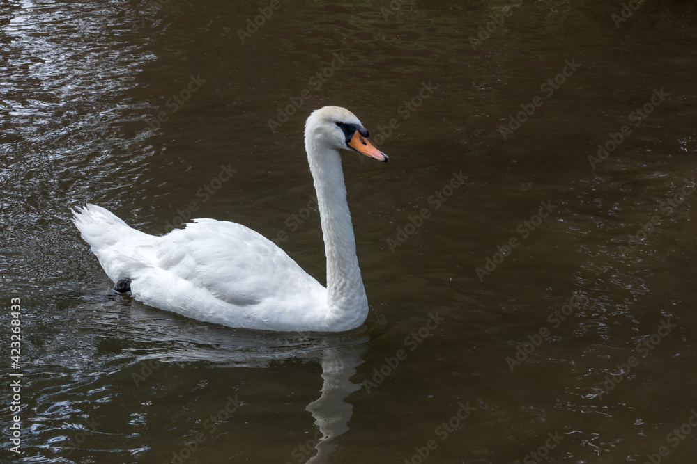 Swan on the Kennet and Avon Canal near Aldermaston Berkshire Swan on the Kennet and Avon Canal near Aldermaston Berkshire