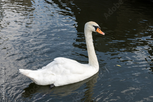 Swan on the Kennet and Avon Canal near Aldermaston Berkshire