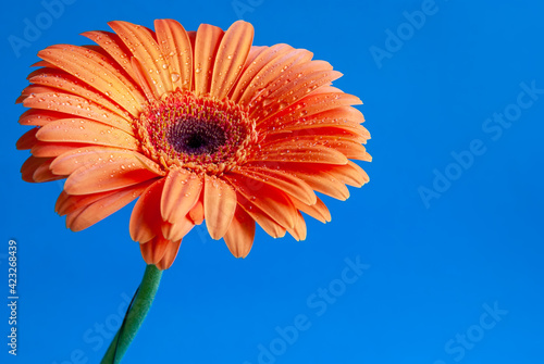 Macro shooting of Gerbera with dew drops on an isolated blue background.