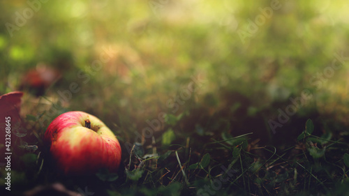 Fototapeta Naklejka Na Ścianę i Meble -  delicious natural apple lies in grass in picturesque light mood and surrounding - selective focus with excessive blur
