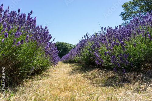 Field of Lavender photo