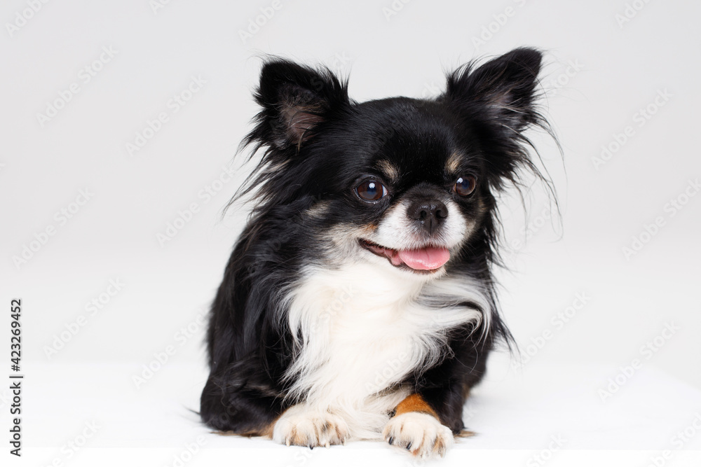 Portraite of cute puppy chihuahua. Little smiling dog on white background. Free space for text.