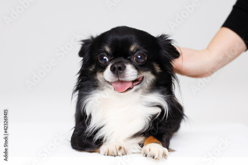 Portrait of cute puppy chihuahua. Woman stroking little smiling dog on gray background. Free space for text. © KDdesignphoto