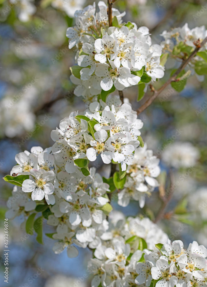 Blühende Birne, Pyrus, im Frühling