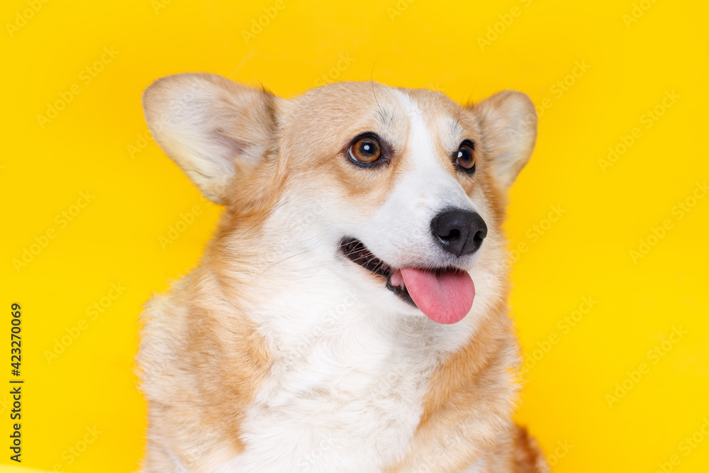 Portraite of cute puppy corgi. Little smiling dog on bright trendy yellow background. Free space for text.