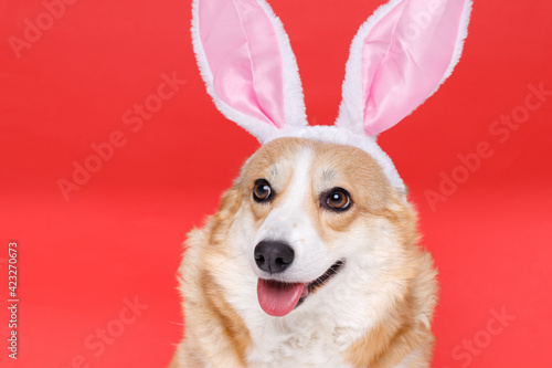 Portraite of cute puppy corgi with bunny ears on head. Little smiling cheerful dog on bright trendy red background. Free space for text.