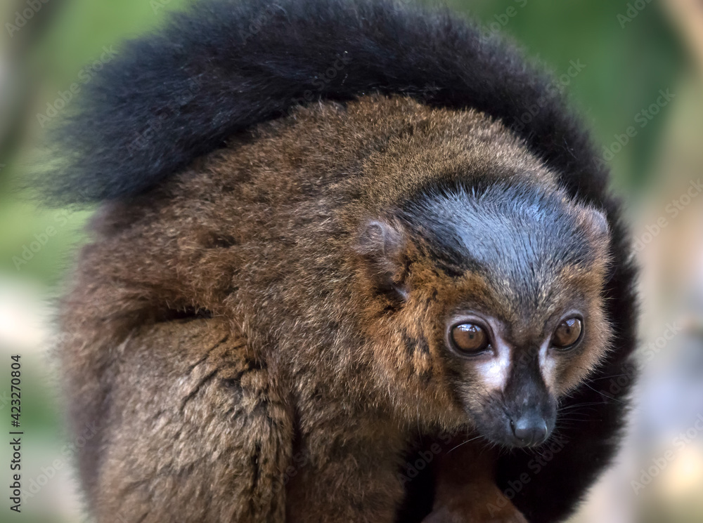 Fototapeta premium Black Lemur (Eulemur macaco)