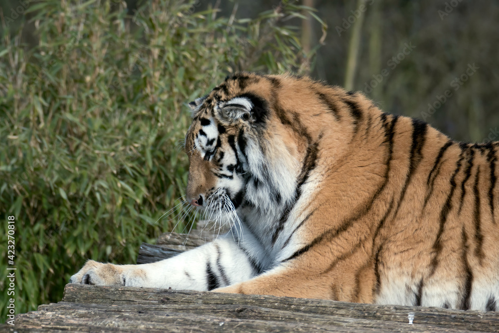 Fototapeta premium Siberian Tiger (Panthera tigris altaica)