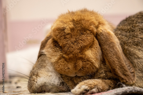 old rabbits sleeping