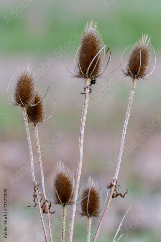 Teasels  Dipsacus 