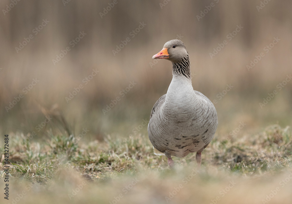 Greylag goose (Anser anser) close up Greylag goose (Anser anser) close up