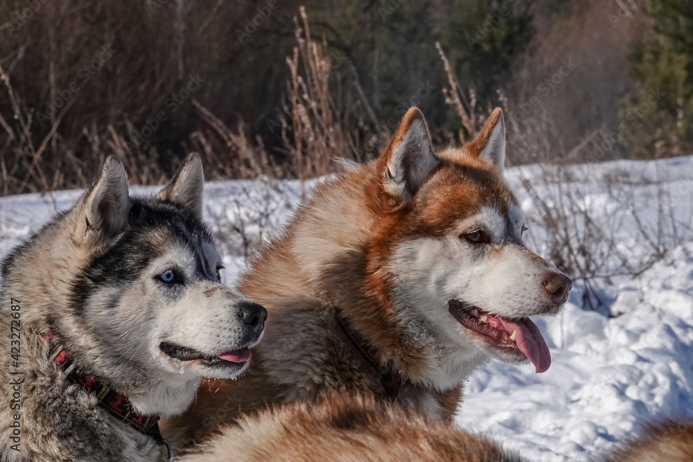 Portrait of Group of Siberian Husky Dogs in Sled Outdoors in Winter