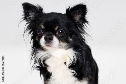 Portraite of cute puppy chihuahua. Little smiling dog on white background. Free space for text. © KDdesignphoto