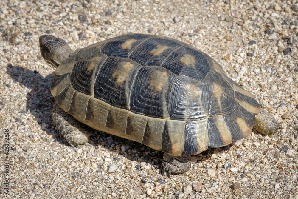 Sardinian Marginated Tortoise (Testudo marginata) Sardinian Marginated Tortoise (Testudo marginata)