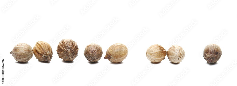 Obraz premium Coriander seeds macro isolated on white background, side view