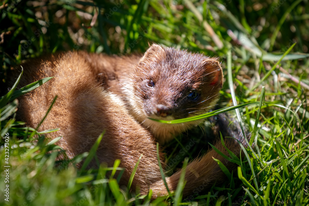 Stoat (Mustela erminea) resting in the sunshine Stoat (Mustela erminea) resting in the sunshine