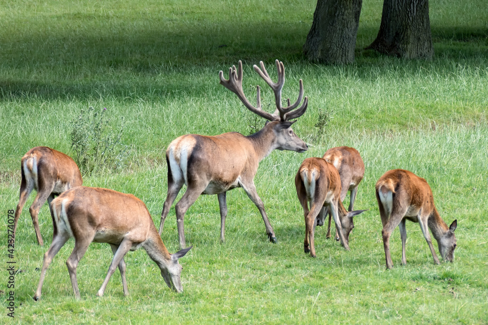 Fototapeta premium Herd of Red Deer (Cervus elaphus)