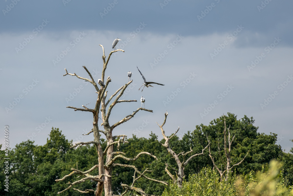 Grey Herons (Ardea cinerea) perched on a dead tree Grey Herons (Ardea cinerea) perched on a dead tree