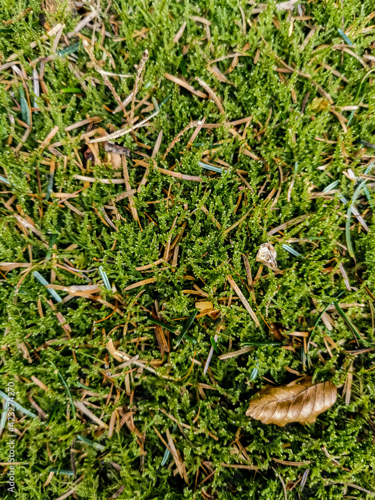 Fototapeta premium northern germany forest