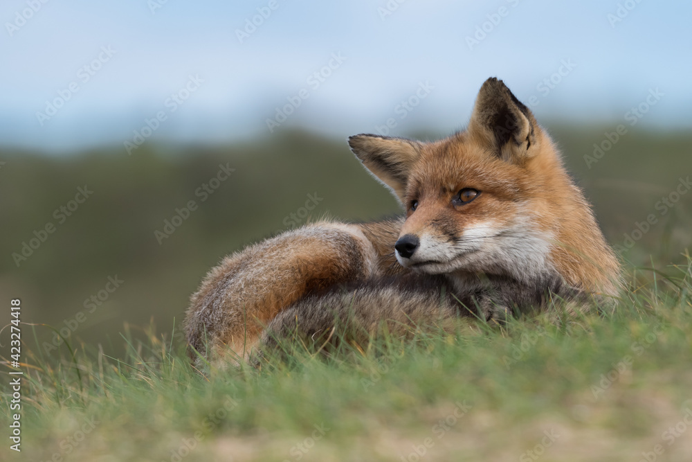 Red fox is relaxing in the grass, photographed in the dunes of the Netherlands. Red fox is relaxing in the grass, photographed in the dunes of the Netherlands.