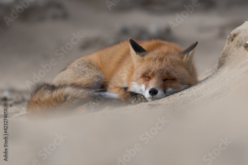 Time for a nap! This fox lay down to take a nap. Sleeping fox in the dunes of the Netherlands.