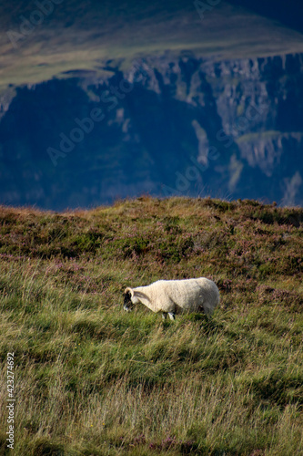 Scotland sheep with cliff background