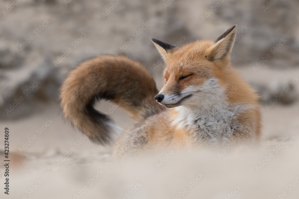 Red fox stretches after taking a nap, photographed in the dunes of the Netherlands. Red fox stretches after taking a nap, photographed in the dunes of the Netherlands.