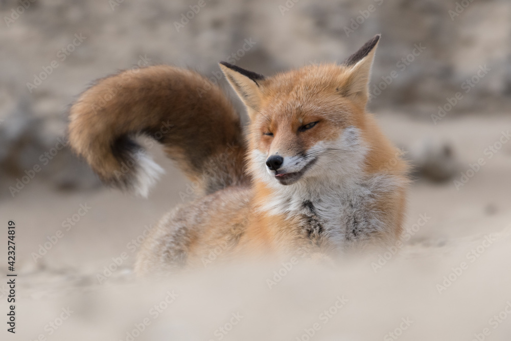 Red fox stretches after taking a nap, photographed in the dunes of the Netherlands.