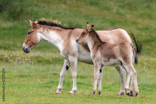 Fototapeta Naklejka Na Ścianę i Meble -  Przewalski Horse (Equus ferus przewalskii)