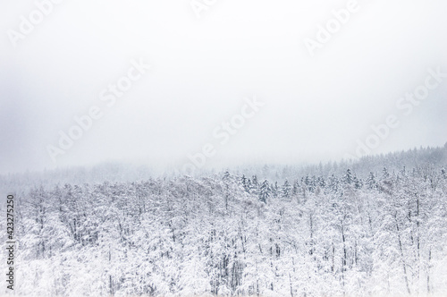 Blick über den Winterwald