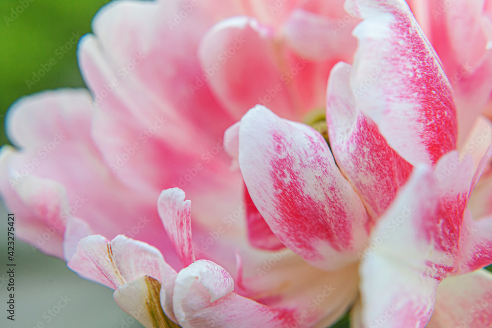 Pink tulip flowers in spring time. Close up macro of fresh spring flower in garden. Soft abstract floral poster, extremely macro, selective focus. Inspirational floral wallpaper holidays card Pink tulip flowers in spring time. Close up macro of fresh spring flower in garden. Soft abstract floral poster, extremely macro, selective focus. Inspirational floral wallpaper holidays card